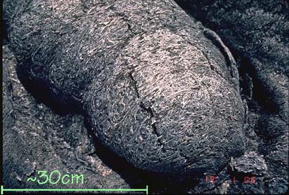 Close-up of the surface of an s-type pahoehoe toe showing the filamentous structure that forms from stretched and deformed vesicle walls.