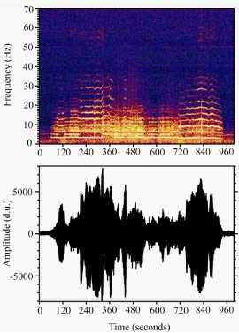a wave form and spectogram image of harmonic tremor
