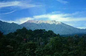 Beautiful and peaceful environment of jungle