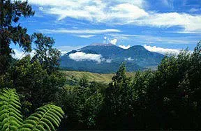 Mountain view with beautiful plants