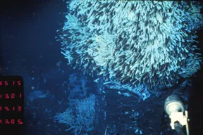 Mass of tube worms hanging in the upper right