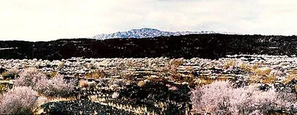 View of the vegetation