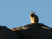 Viscacha