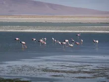 Flamingos